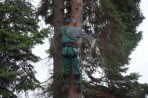 vichřice Herwart v Lovosicích poničila několik stromů