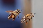 Podpora včelařů v kraji pokračuje i v roce 2018